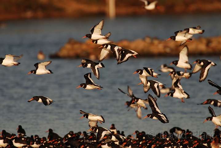 Oystercatcher flock - E.JPG - Oystercatcher flock landing - Norfolk